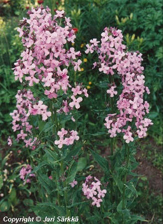  Hesperis matronalis